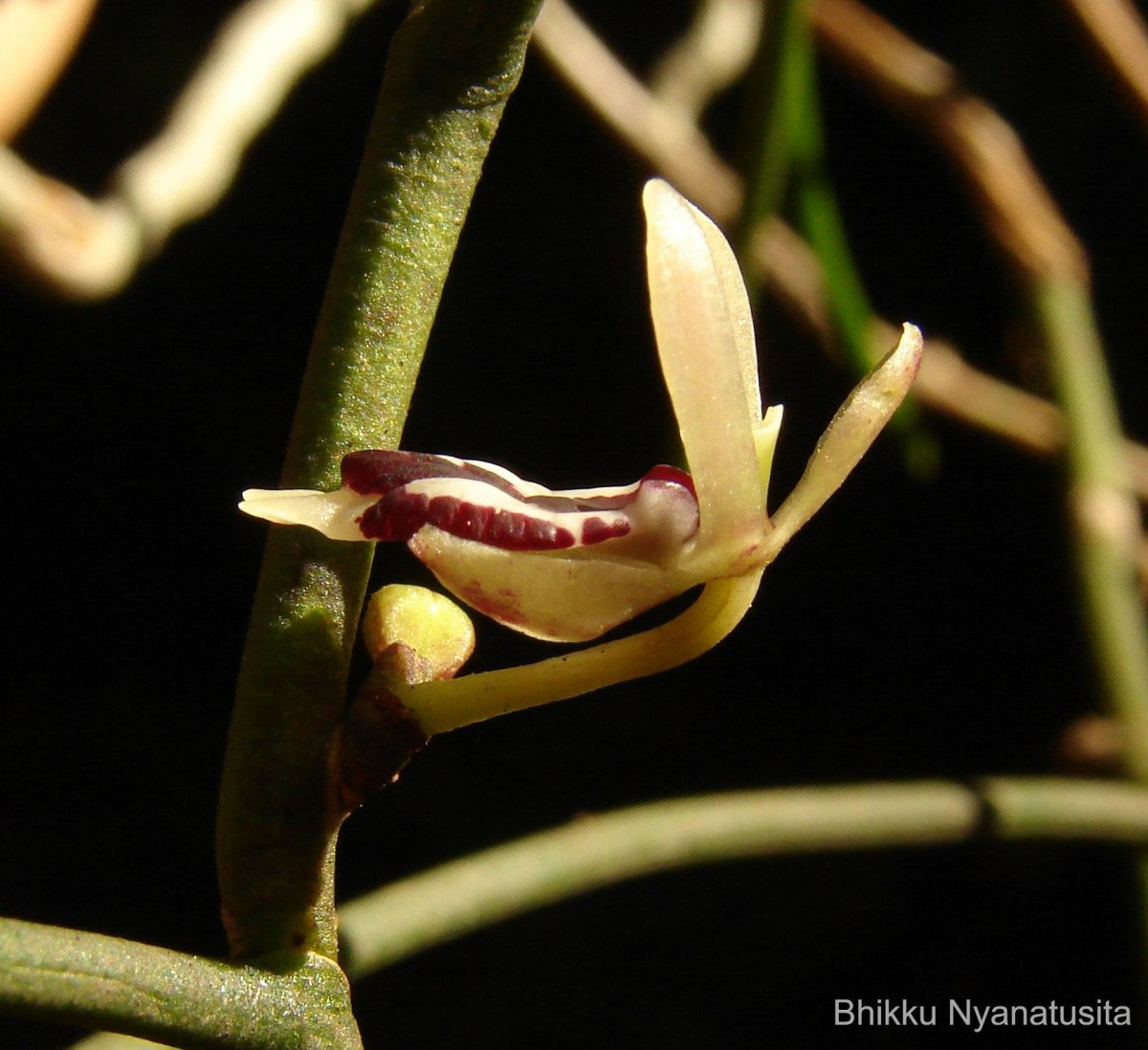 Luisia tenuifolia Blume